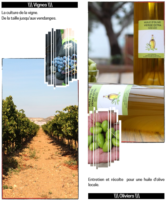 Action Vignes Oliviers
